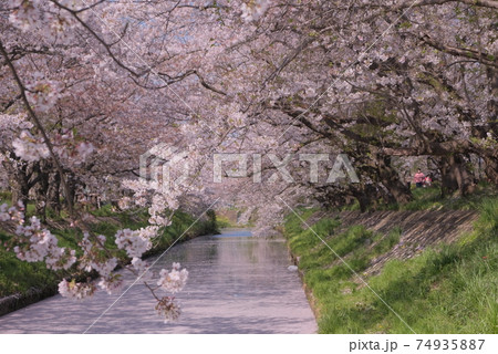 絶景 桜 花筏 cherry blossom 日本の桜 船橋 海老川 千葉 春 絶景 桜 花筏 cherry blossom 日本の桜 船橋 海老川 千葉 春 74935887