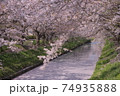 絶景 桜 花筏 cherry blossom 日本の桜 船橋 海老川 千葉  春 74935888