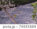 絶景 桜 花筏 cherry blossom 日本の桜 船橋 海老川 千葉  春 74935889