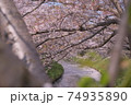 絶景 桜 花筏 cherry blossom 日本の桜 船橋 海老川 千葉  春 74935890