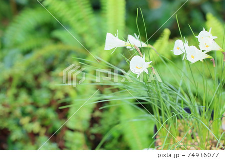 原種スイセンの花 ナルキサスカンタブリスクの写真素材