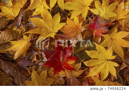 濡れた紅葉の落ち葉のアップ 74936224