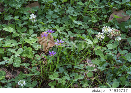 紫色の花 雑草 の写真素材
