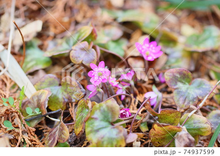 オオミスミソウの花 オオミスミソウの花 74937599