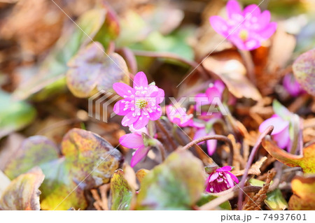 オオミスミソウの花 オオミスミソウの花 74937601