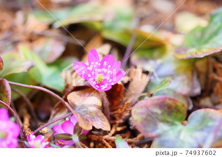 オオミスミソウの花 オオミスミソウの花 74937602