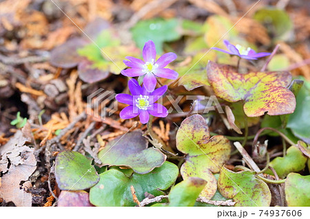 オオミスミソウの花 オオミスミソウの花 74937606