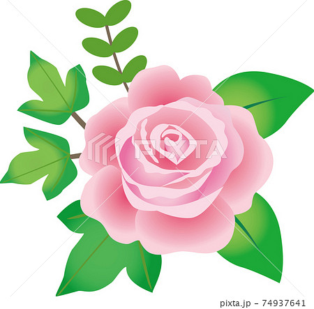 薔薇の花と葉のイラスト素材