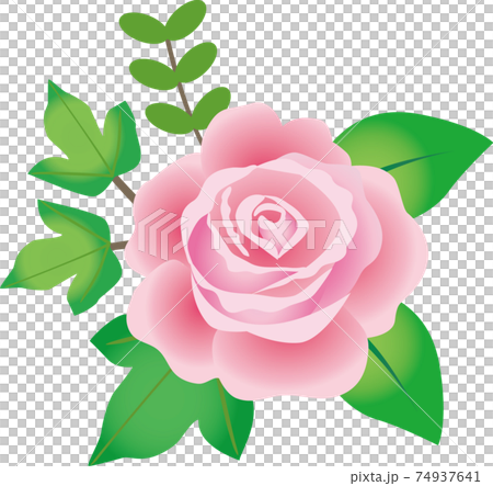 薔薇の花と葉のイラスト素材