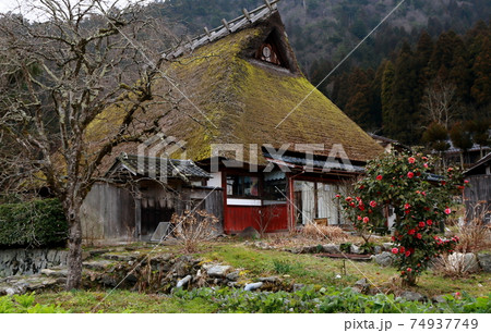 日本の原風景かやぶきの里美山町椿咲く春 日本の原風景かやぶきの里美山町椿咲く春 74937749