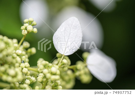 イワガラミ イワガラミ 74937752