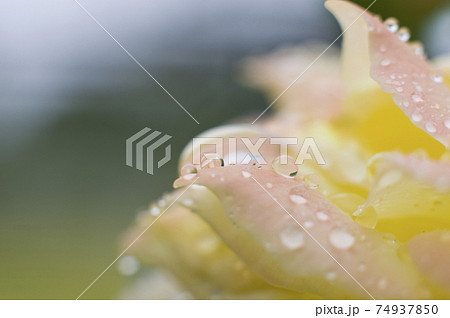 ピンク色との薔薇の花びらが雨に濡れています。 ピンク色との薔薇の花びらが雨に濡れています。 74937850