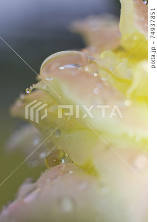 ピンク色との薔薇の花びらが雨に濡れています。 ピンク色との薔薇の花びらが雨に濡れています。 74937851