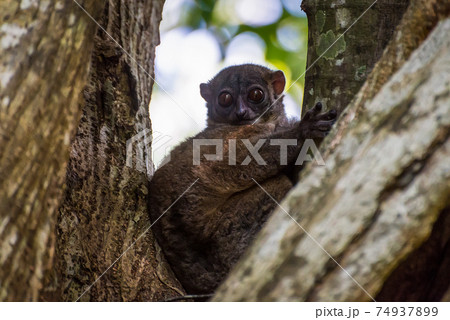 Night Ankarana Sportive Lemur, Madagascar 74937899