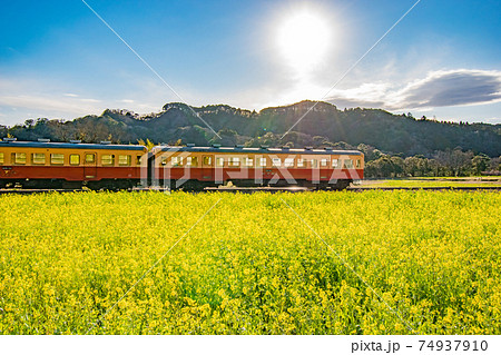 千葉県市原市石神の菜の花畑を通る小湊鉄道の風景の写真素材