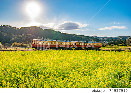 千葉県市原市石神の菜の花畑を通る小湊鉄道の風景 74937916