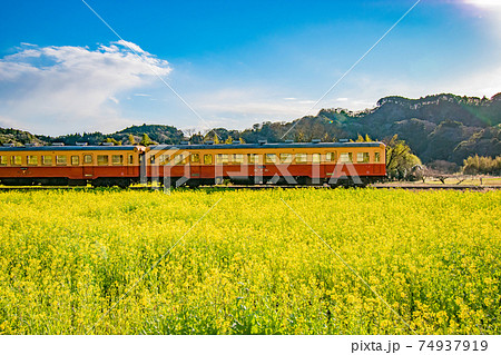 千葉県市原市石神の菜の花畑を通る小湊鉄道の風景 74937919