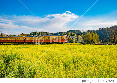 千葉県市原市石神の菜の花畑を通る小湊鉄道の風景 74937924