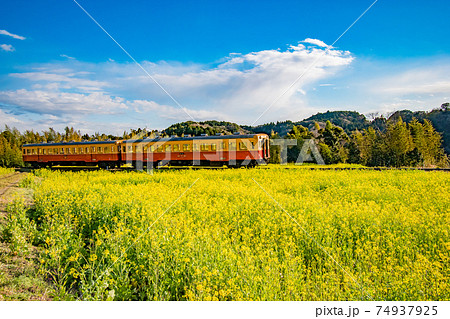 千葉県市原市石神の菜の花畑を通る小湊鉄道の風景の写真素材