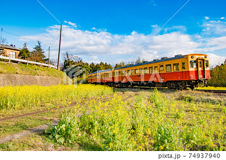 千葉県市原市石神の菜の花畑を通る小湊鉄道の風景の写真素材
