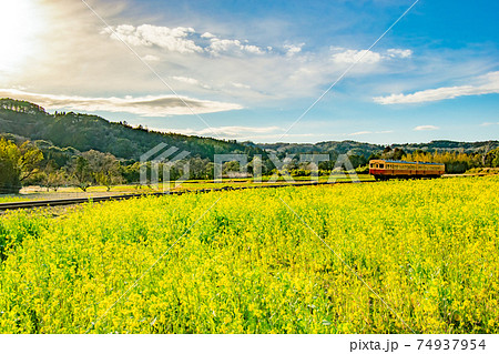千葉県市原市石神の菜の花畑を通る小湊鉄道の風景 74937954