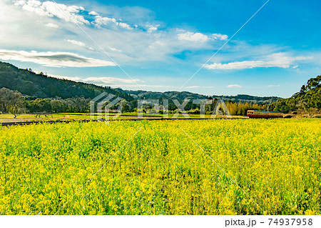 千葉県市原市石神の菜の花畑を通る小湊鉄道の風景の写真素材
