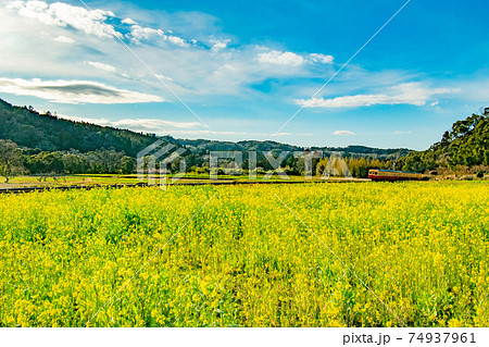 千葉県市原市石神の菜の花畑を通る小湊鉄道の風景 74937961