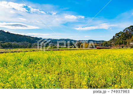 千葉県市原市石神の菜の花畑を通る小湊鉄道の風景の写真素材