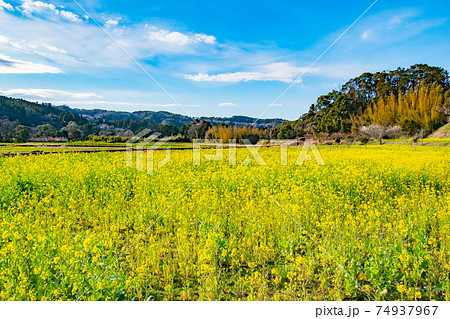 千葉県市原市石神の菜の花畑の黄色い風景の写真素材