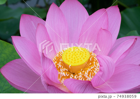 ハスの花 74938059