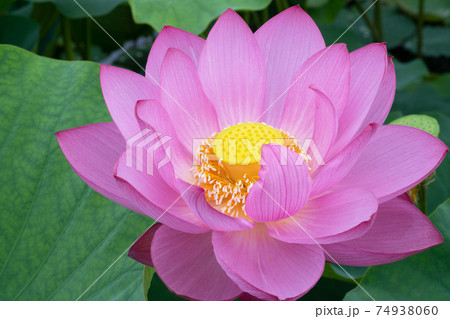 ハスの花 74938060