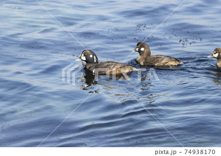 シノリガモ シノリガモ 74938170