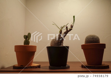 お洒落な鉢植え お洒落な鉢植え 74938179