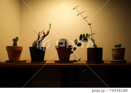 植物の子供 グラキリス 火星人 サボテン リトープス の写真素材