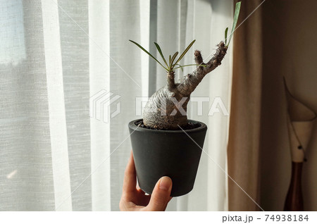 パキポディウム・グラキリス 74938184