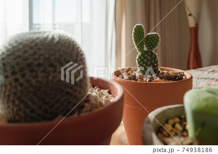 サボテンの鉢植え 74938186
