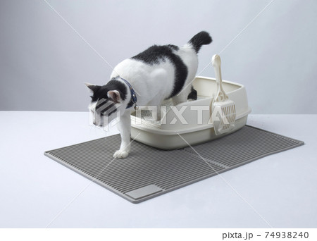Black and white cat getting out from litter cat tray Black and white cat getting out from litter cat tray 74938240