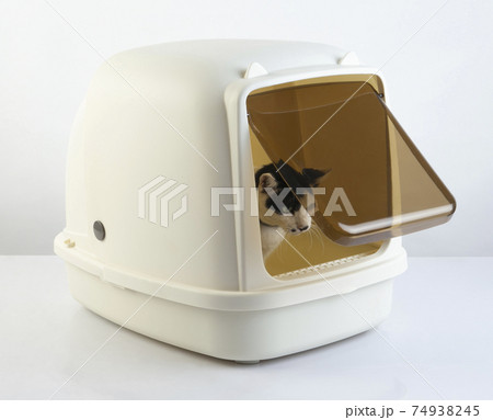 Cat using a litter box isolated on white 74938245