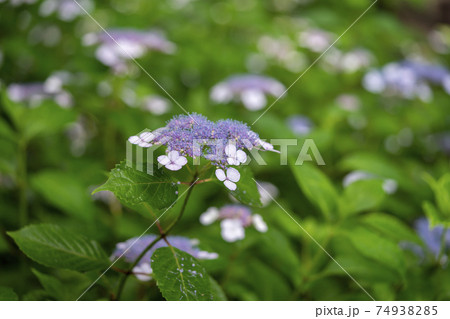 アマチャ 74938285