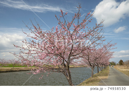 春の訪れと河津桜 74938530