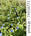 かれんに咲き誇る散歩道の花 74938771