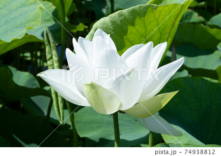 ハスの花 ハスの花 74938812