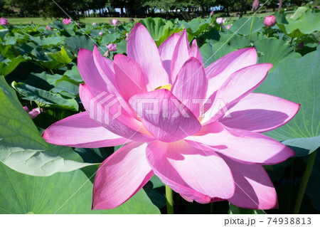ハスの花 ハスの花 74938813
