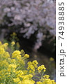 菜の花と桜 日本の春 お散歩 お花見 ポカポカ 植物 黄色 川 海老川 74938885