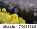 菜の花と桜 日本の春 お散歩 お花見 ポカポカ 植物 黄色 川 海老川 74938886