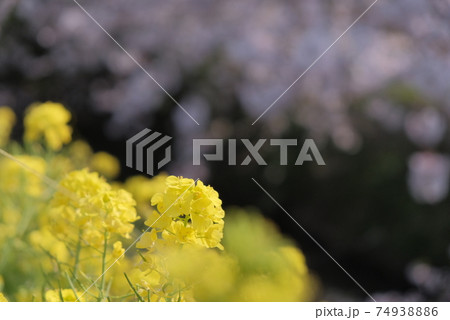 菜の花と桜 日本の春 お散歩 お花見 ポカポカ 植物 黄色 川 海老川 菜の花と桜 日本の春 お散歩 お花見 ポカポカ 植物 黄色 川 海老川 74938886