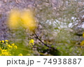 菜の花と桜 日本の春 お散歩 お花見 ポカポカ 植物 黄色 川 海老川 74938887