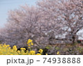 菜の花と桜 日本の春 お散歩 お花見 ポカポカ 植物 黄色 川 海老川 74938888