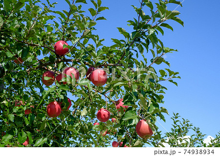 Apples- Fuji — Sun Orchard Apples