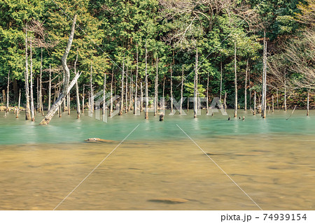 蒼霧鯉池 一ノ俣桜公園 山口県下関市 蒼霧鯉池 一ノ俣桜公園 山口県下関市 74939154